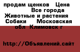 продам щенков › Цена ­ 15 000 - Все города Животные и растения » Собаки   . Московская обл.,Климовск г.